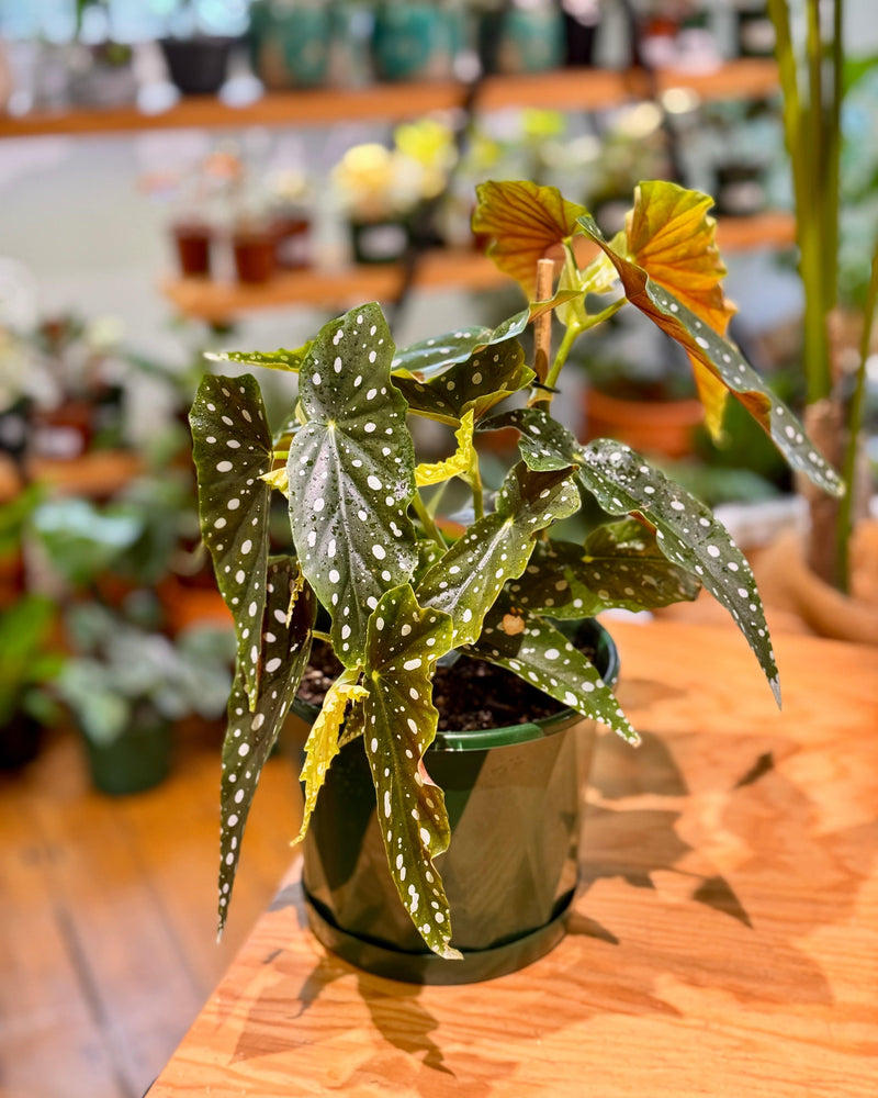 Begonia maculata ‘Wightii’ (Angel Wing) - Plant Daddy