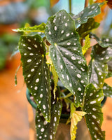 Begonia maculata ‘Wightii’ (Angel Wing) - Plant Daddy