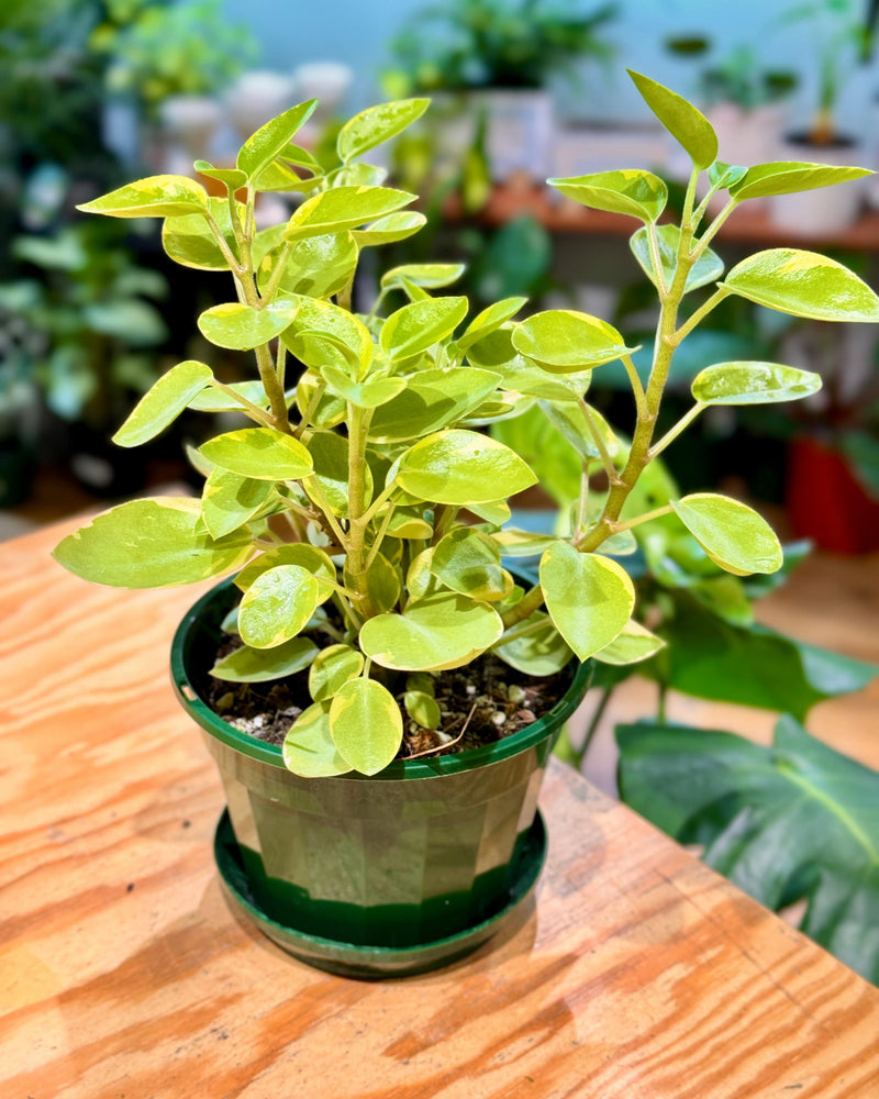 Peperomia orba 'variegata’ (Pixie) - Plant Daddy