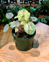 Peperomia ‘Pink Lady’