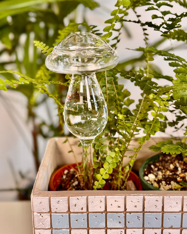 Shroomie Glass Drip Water Feeder