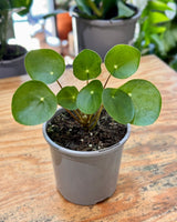 Pilea peperomiodes (Chinese Money Plant) - Plant Daddy