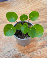 Pilea peperomiodes (Chinese Money Plant) - Plant Daddy