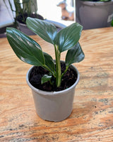 Rhaphidophora decursiva (Dragons Tail) - Plant Daddy