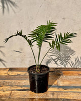 Dioon spinulosum (Gun Palm Cycad)