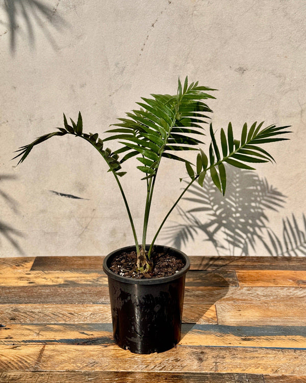 Dioon spinulosum (Gun Palm Cycad)