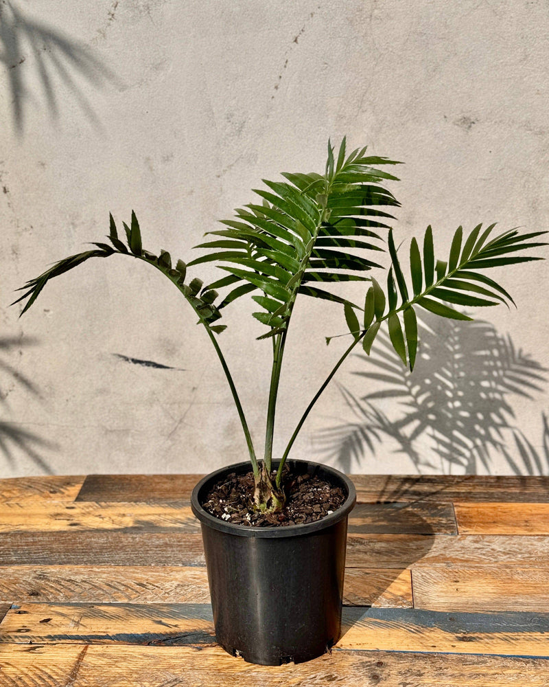 Dioon spinulosum (Gun Palm Cycad)