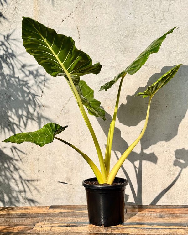 Alocasia ‘Lime Zinger’