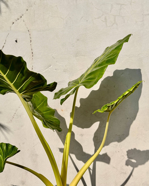 Alocasia ‘Lime Zinger’