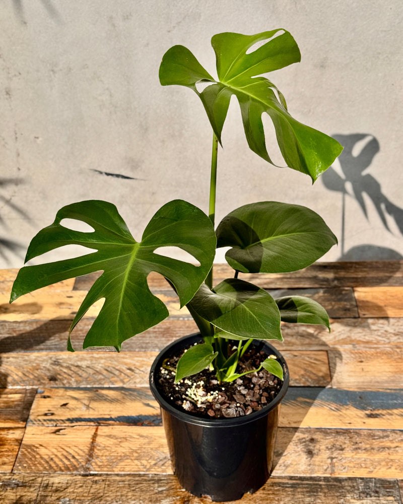 Monstera deliciosa (Fruit Salad Plant) - Plant Daddy