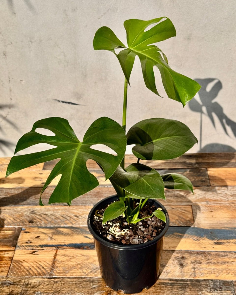 monstera deliciosa australia Monstera deliciosa Fruit Salad Plant