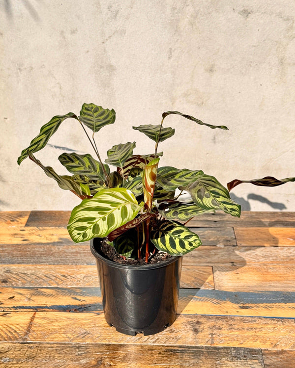 Calathea makoyana - Plant Daddy