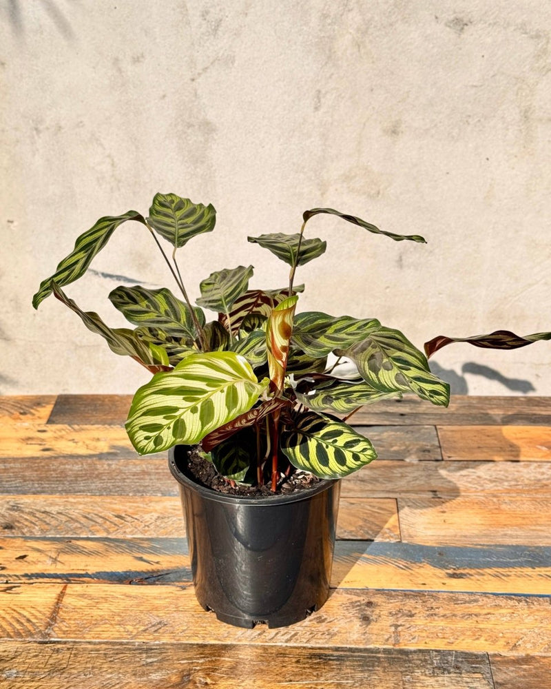 peacock plant indoor Calathea makoyana