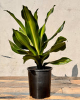 Dracaena fragrans ‘Golden Heart’ - Plant Daddy