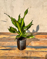 Dracaena fragrans ‘Golden Heart’ - Plant Daddy