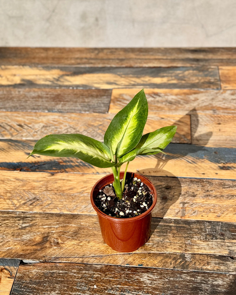 Dieffenbachia Tropic Marianne (Dumb Cane Plant)