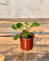 Pilea peperomiodes (Chinese Money Plant) - Plant Daddy