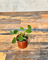 Pilea peperomiodes (Chinese Money Plant) - Plant Daddy