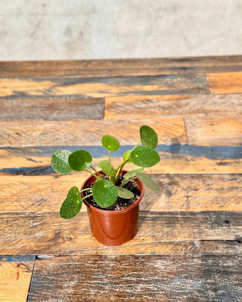 Pilea peperomiodes (Chinese Money Plant) - Plant Daddy