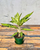 Dieffenbachia 'star bright'