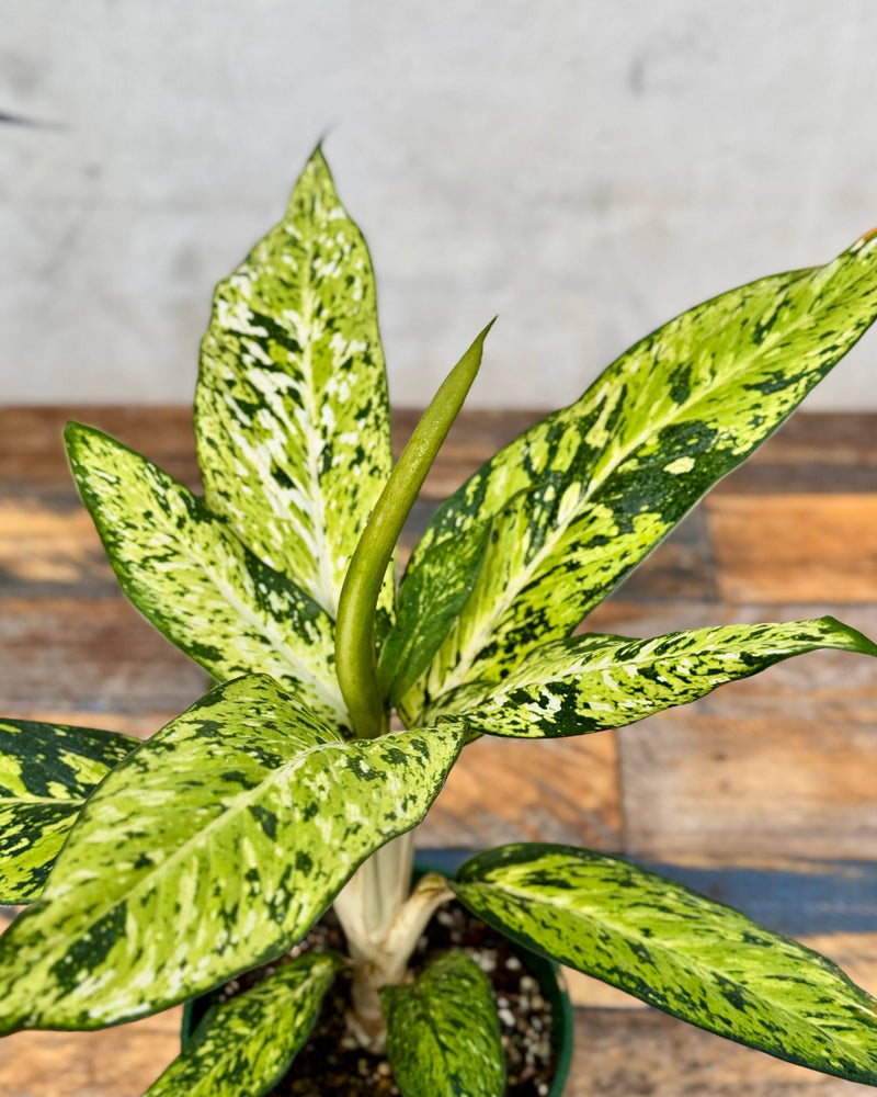 Dieffenbachia 'star bright'