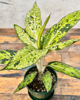 Dieffenbachia 'star bright'