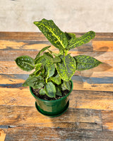 Dieffenbachia 'Reflector' - Plant Daddy