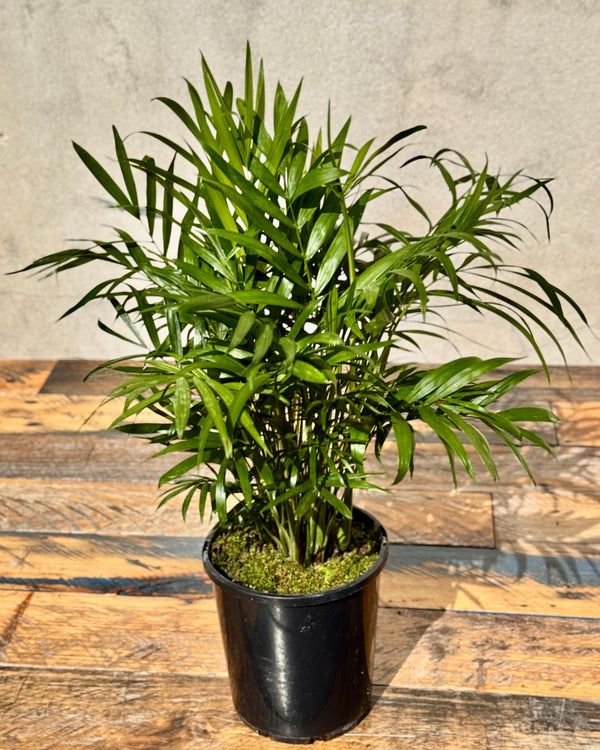 Chamaedorea elegans (Parlour Palm) - Plant Daddy