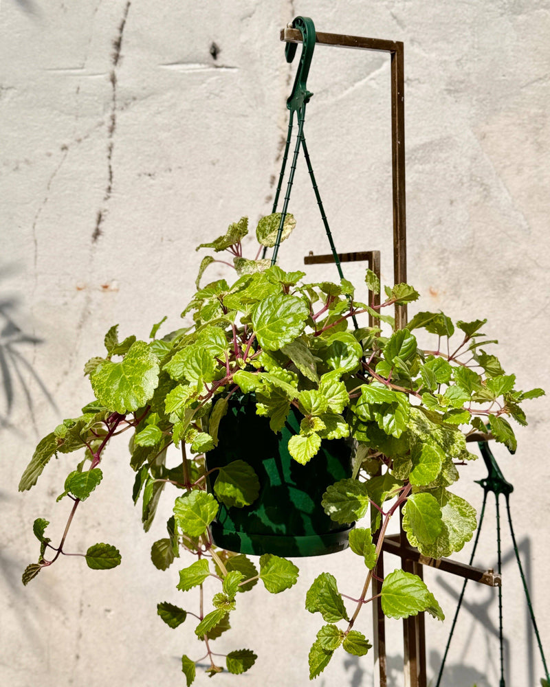 Plectranthus australis (Swedish Ivy) - Plant Daddy