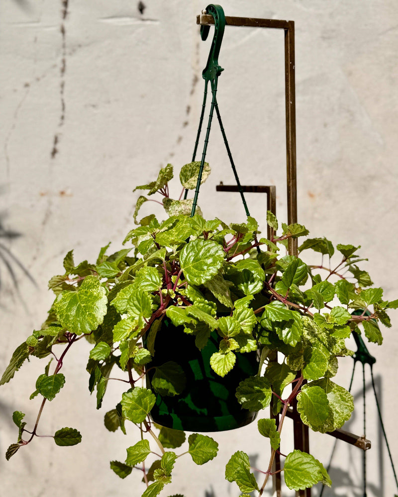 Plectranthus australis (Swedish Ivy) - Plant Daddy