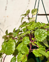 Plectranthus australis (Swedish Ivy) - Plant Daddy