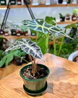 Alocasia 'Poly'