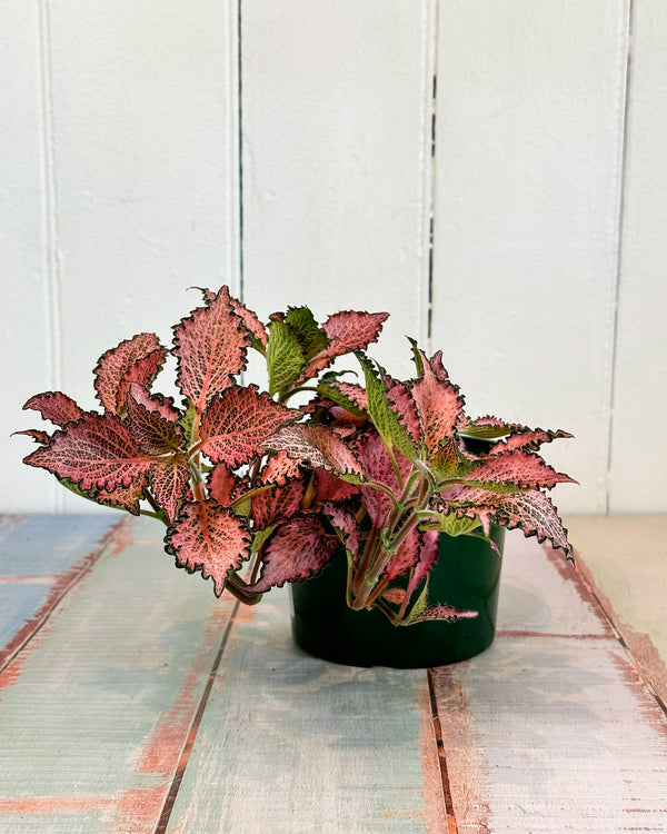 Nerve Plant (Fittonia)