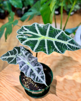 Alocasia 'Poly'