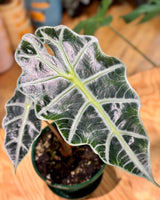 Alocasia 'Poly'