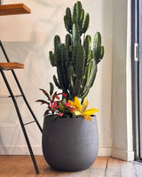 Euphorbia acrurensis 'Cowboy' - Plant Daddy