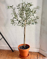 Olive Tree Potted Creation - Plant Daddy
