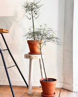 Bottle Tree Potted Creation - Plant Daddy