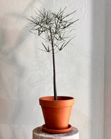 Bottle Tree Potted Creation - Plant Daddy