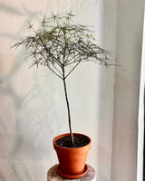 Bottle Tree Potted Creation - Plant Daddy