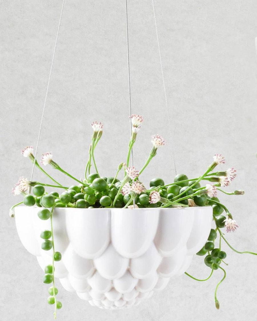 ceramic hanging planter australia Jelly Ceramic Hanging Pot