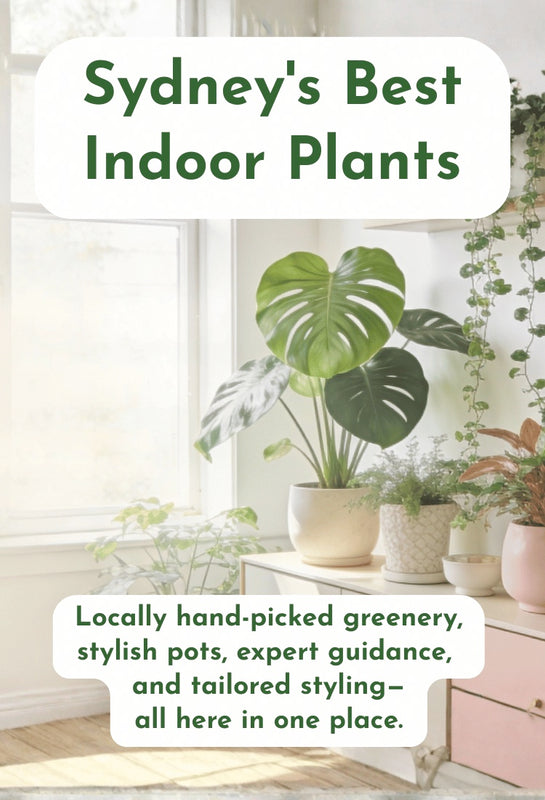 Indoor plants in stylish pots with text overlay- Sydney's best indoor plants.