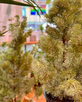 Adenanthos sericeus (Woolly Bush) - Plant Daddy