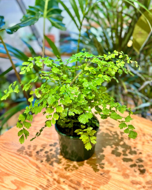 Adiantum aethiopicum (Maidenhair fern) - Plant Daddy