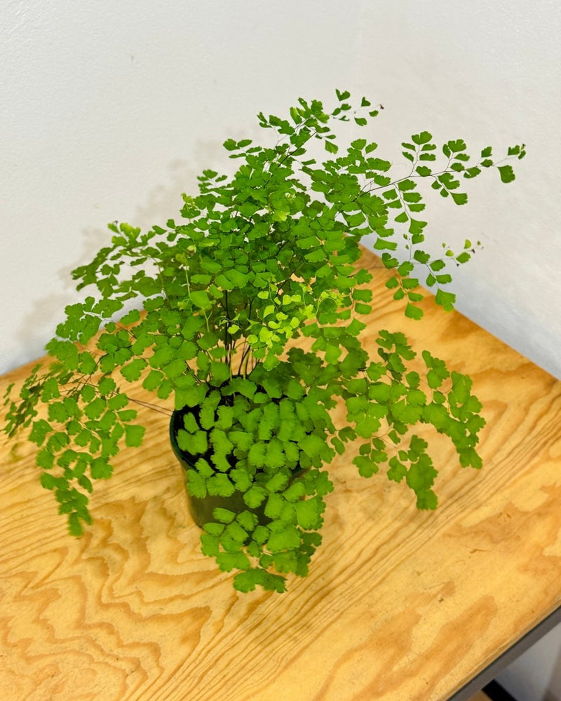 Adiantum aethiopicum (Maidenhair fern) - Plant Daddy