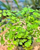 Adiantum aethiopicum (Maidenhair fern) - Plant Daddy