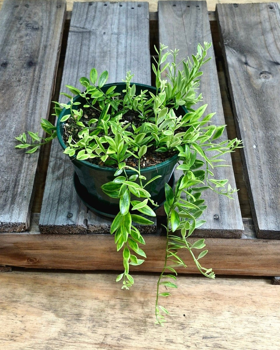 Aeschynanthus Variegata – Variegated Lipstick Plant