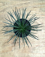 Agave geminiflora - Plant Daddy