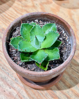 Agave Potted - Plant Daddy