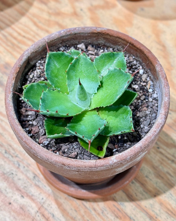 Agave Potted - Plant Daddy